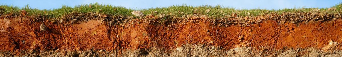 The Ultimate Guide for Improving Clay Soil for Thriving Plant Growth