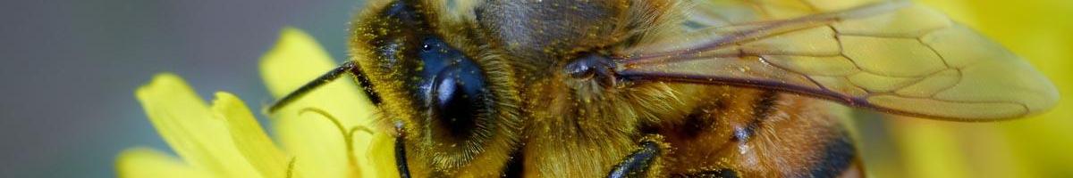The Real Scoop on Dandelions and Honeybees