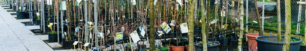 How to Pick a Quality Tree at the Nursery