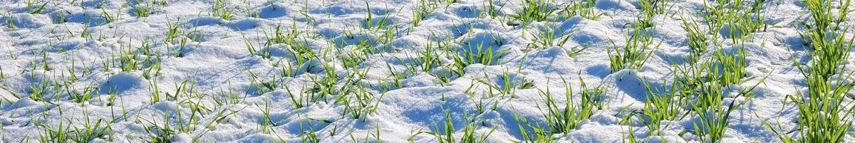 How Wheat Survives the Winter