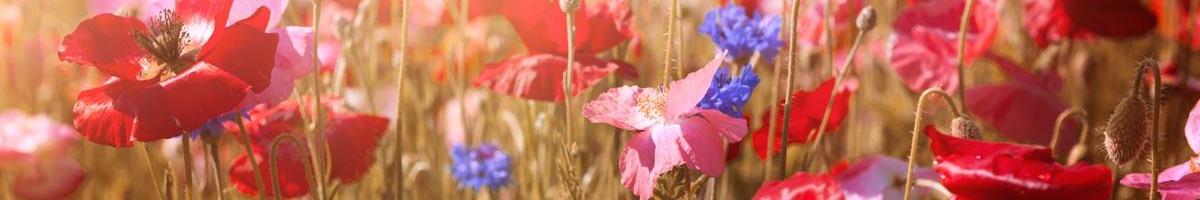 Poppy Pride: Powerful Symbols and Garden Favorites