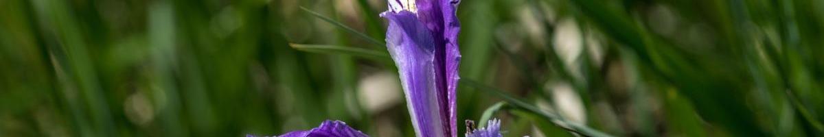 Rocky Mountain Iris: A Stunning Spectacle along Lakes, Rivers, and Streams