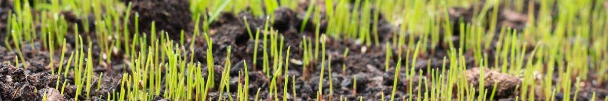 Should You Ever Let Your Lawn Go to Seed?