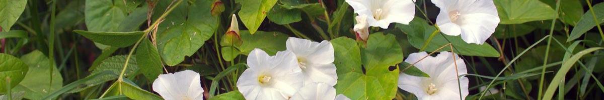 Vile Vine: Field Bindweed Can Be Devastating to Your Lawn, Garden & Pasture
