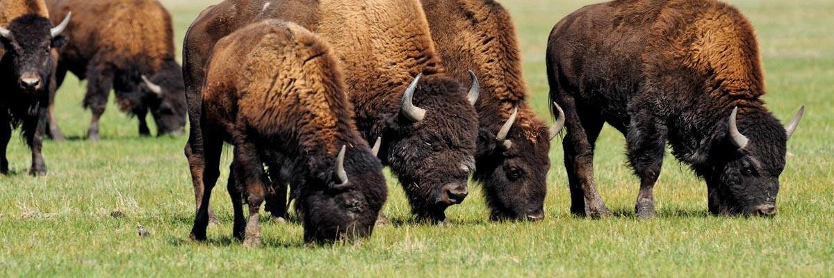 Bison Pastures