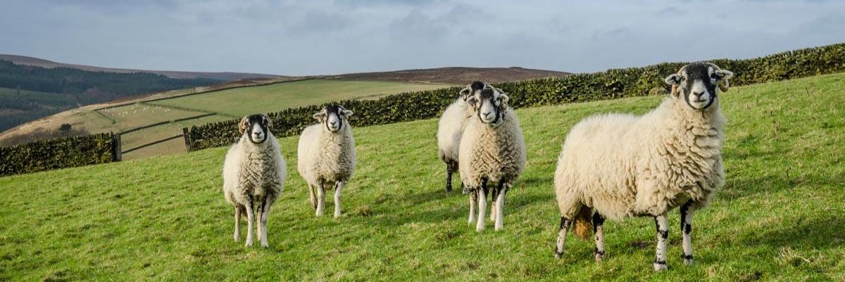 Sheep Pastures
