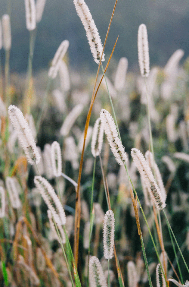 Foxtail weeds