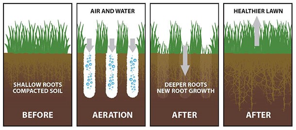 Lawn Root and Aeration diagram