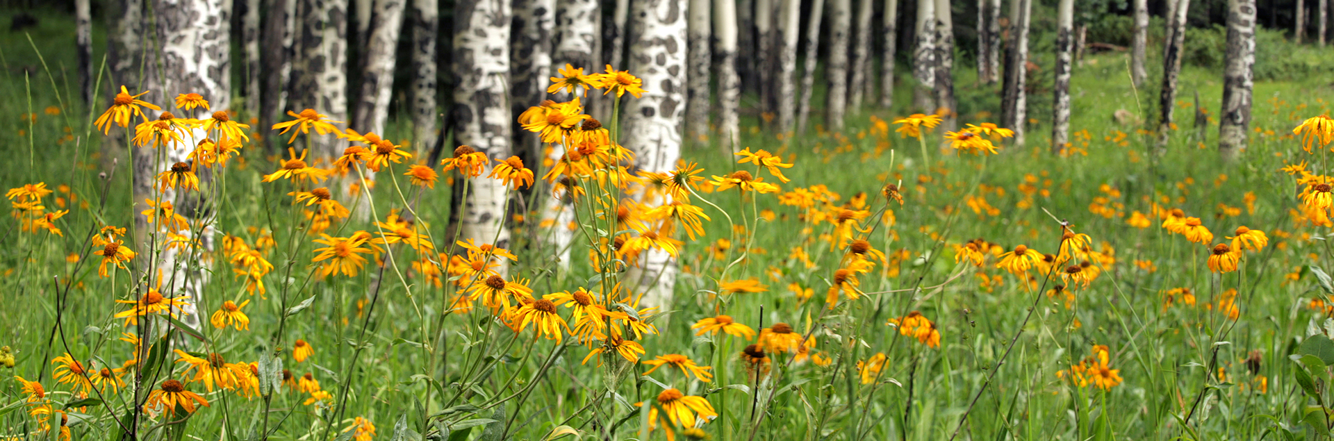 Wildflower field, New Mexico