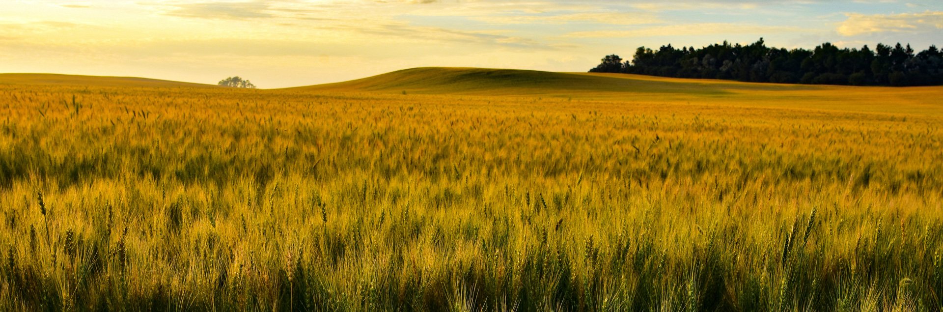 Ripening wheat in field in Western North Dakota